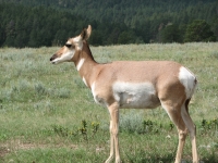 Antelope